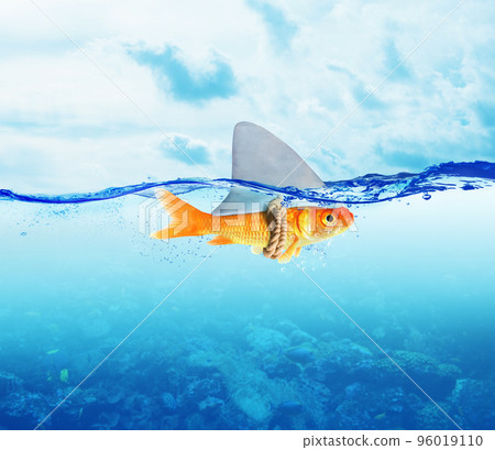 Red Fish as shark 96019110