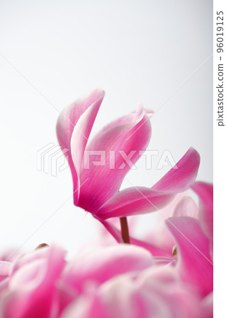 Cyclamen 96019125
