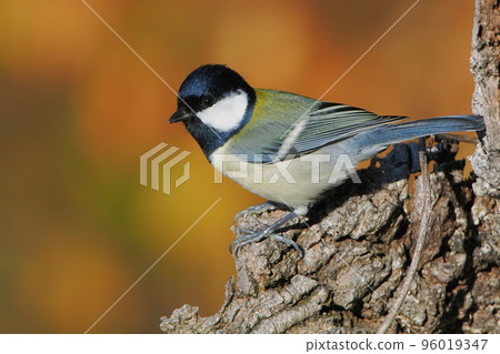A titmouse I met in the forest in late autumn A titmouse I met in the forest in late autumn 96019347