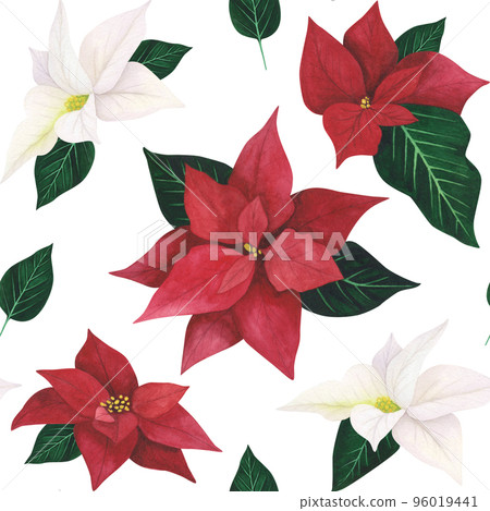 Poinsettia red, white Christmas seamless pattern isolated on white. Watercolor hand drawn illustration. Art for textiles Poinsettia red, white Christmas seamless pattern isolated on white. Watercolor hand drawn illustration. Art for textiles 96019441