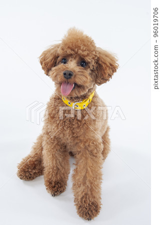 Toy poodle sitting and sticking out its tongue Toy poodle sitting and sticking out its tongue 96019706
