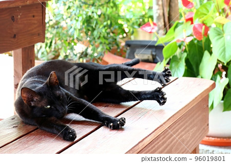 A black cat resting on a wooden bench, standing straight, stretching each leg A black cat resting on a wooden bench, standing straight, stretching each leg 96019801
