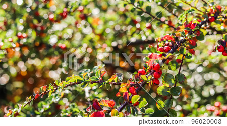 Blurred autumn background. Red fruits on a branch of cotoneaster horizontal in sunlight Blurred autumn background. Red fruits on a branch of cotoneaster horizontal in sunlight 96020008