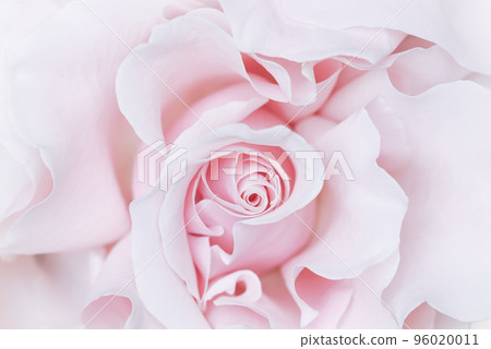 Pale pink white rose flower. Macro flowers background for holiday brand design Pale pink white rose flower. Macro flowers background for holiday brand design 96020011