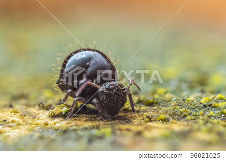 Globular springtail Dicyrtomina ornata or fusca in very close view Globular springtail Dicyrtomina ornata or fusca in very close view 96021025