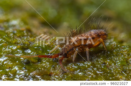 Slender springtail, Orchesella flavescens on wood, close up focus stacked macro photo Slender springtail, Orchesella flavescens on wood, close up focus stacked macro photo 96021027