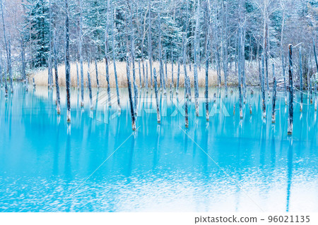 北海道冬天的到來 美瑛鎮的青池覆蓋著一層薄薄的雪 96021135