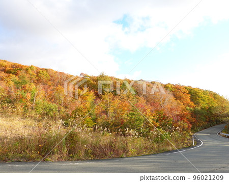 Zao Echo Line Koyo Koyo Zao 96021209