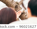 一對夫婦看著盛開在樹幹上的櫻花 96021627