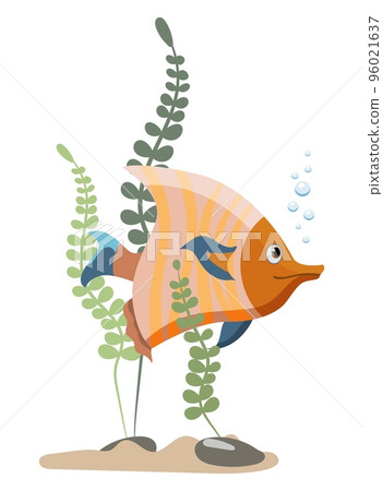 Single aquarium angelfish with seaweed and stones, isolated on white background 96021637