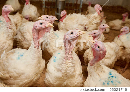 Turkeys in a pen, close-up, raised in captivity. Poultry farm. Industrial breeding of turkeys. Light bird. Bird incubator. Three turkeys. 96021746