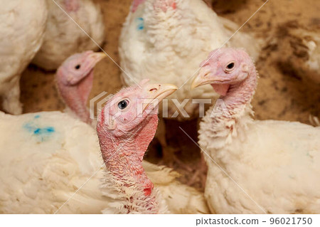 A close-up of a turkey in a pen, raised in captivity. Poultry farm. Industrial breeding of turkeys. Light bird. Bird incubator. A close-up of a turkey in a pen, raised in captivity. Poultry farm. Industrial breeding of turkeys. Light bird. Bird incubator. 96021750