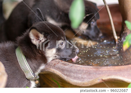 Two black and white puppies are drinking water from large flower pot. Shallow depth of field. Focus on nearest puppy. Horizontal. 96022087