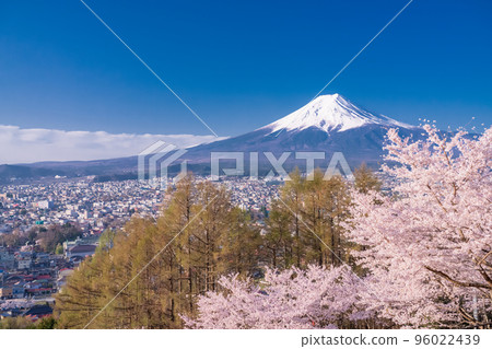 [Yamanashi Prefecture] Mt. Fuji and cherry blossoms in full bloom at Arakurayama Sengen Park in spring 96022439