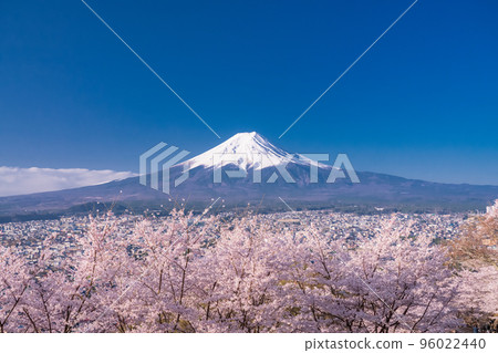 【山梨縣】富士山櫻花盛開,春天的新倉山淺間公園 【山梨縣】富士山櫻花盛開,春天的新倉山淺間公園 96022440