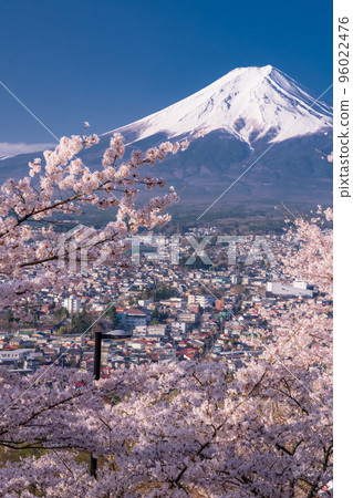 【山梨縣】富士山櫻花盛開，春天的新倉山淺間公園 96022476