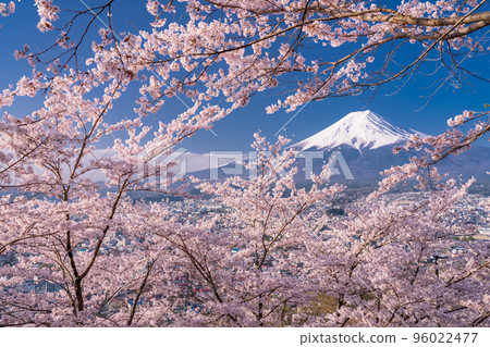 【山梨縣】富士山櫻花盛開，春天的新倉山淺間公園 96022477