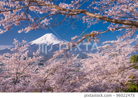 【山梨縣】富士山櫻花盛開，春天的新倉山淺間公園 96022478