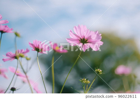 Pink Cosmos 96022611