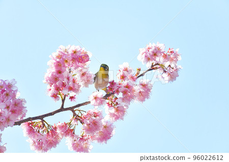 Tsubaki cold cherry blossoms and white-eye Tsubaki cold cherry blossoms and white-eye 96022612