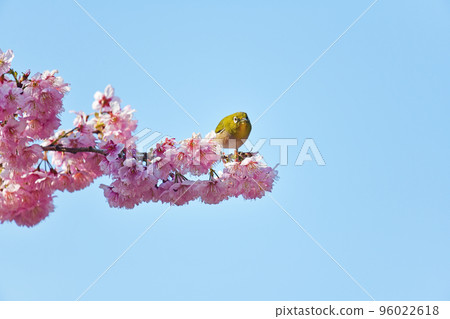 Tsubaki cold cherry blossoms and white-eye Tsubaki cold cherry blossoms and white-eye 96022618