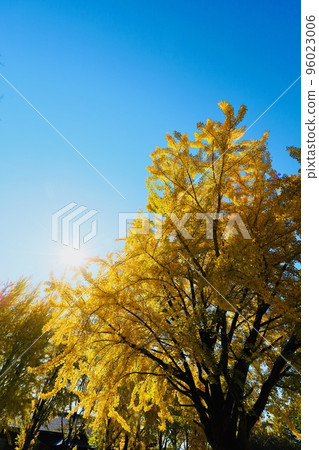 Ginkgo in Ibaraki Prefectural History Museum 96023006
