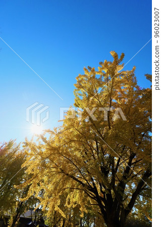 Ginkgo in Ibaraki Prefectural History Museum Ginkgo in Ibaraki Prefectural History Museum 96023007