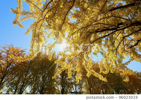 Ginkgo in Ibaraki Prefectural History Museum 96023019