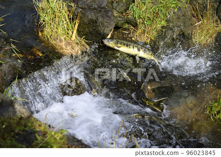 Salmon jumping upstream 96023845