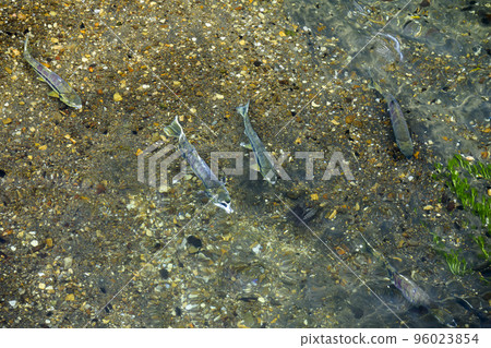 Running salmon (pair) Running salmon (pair) 96023854