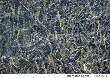 Many salmon running upstream (true bird's-eye view, pseudo-aerial photography) 96023861