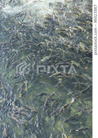 Many salmon running upstream (pseudo aerial photography) Many salmon running upstream (pseudo aerial photography) 96023867