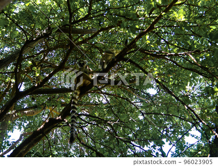 Portrait of the ring-tailed lemur Lemur catta aka King Julien in Anja Community Reserve at Manambolo, Ambalavao, Madagascar 96023905