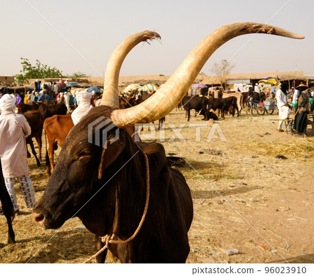 Portrait of ankole-watusi bighorned bull, Agadez cattle market, Niger 96023910