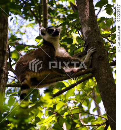 Portrait of the ring-tailed lemur Lemur catta aka King Julien in Anja Community Reserve at Manambolo, Ambalavao, Madagascar 96023927