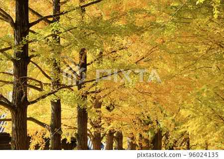 Ginkgo in Ibaraki Prefectural History Museum 96024135