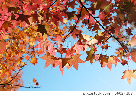 秋天的樹葉 96024198