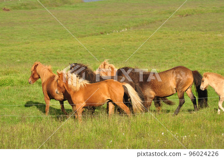 Beautiful view of a herd of horses in a big field in Iceland 96024226