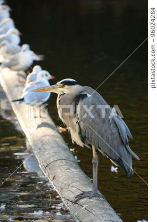 Grey heron and gulls on a tree trunk in Dusseldorf, Germany Grey heron and gulls on a tree trunk in Dusseldorf, Germany 96024284