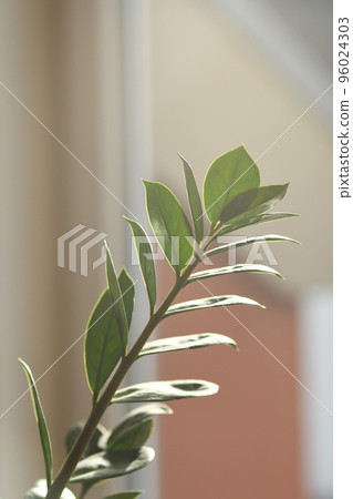 Vertical shot of a branch of a lucky feather flower in the sun 96024303