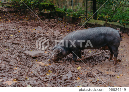 Pig In The Field, Organic Animal Husbandry. Single Pig Playing In The Mud With Thick Nasty Mud All Over It's Face At An Agricultural Farm 96024349