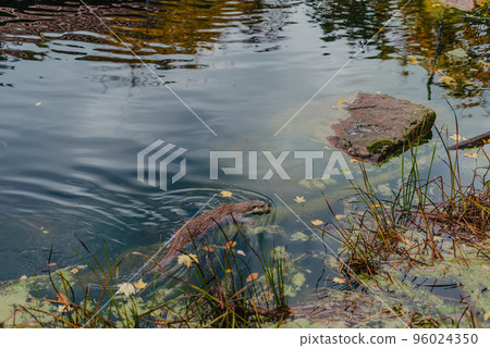 European river otter, Lutra lutra, swimming on back in clear water. Adorable fur coat animal with long tail. Endangered fish predator in nature. Wild animal in brook. Habitat Europe, Asia. 96024350