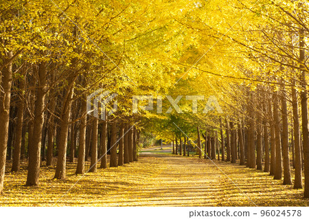 北海道一排排銀杏樹的風景 96024578