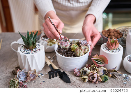 Woman holding Echeveria Succulent rooted cutting Plant with roots ready for planting 96024733