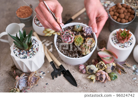 Woman holding Echeveria Succulent rooted cutting Plant with roots ready for planting Woman holding Echeveria Succulent rooted cutting Plant with roots ready for planting 96024742