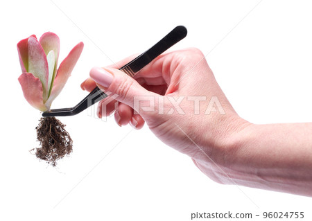 Woman holding Echeveria Succulent rooted cutting Plant with tweezers Woman holding Echeveria Succulent rooted cutting Plant with tweezers 96024755