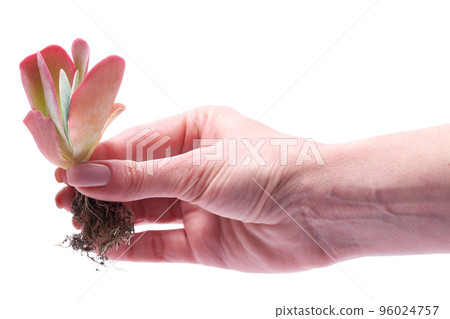 Woman holding Echeveria Succulent rooted cutting Plant in hand Woman holding Echeveria Succulent rooted cutting Plant in hand 96024757