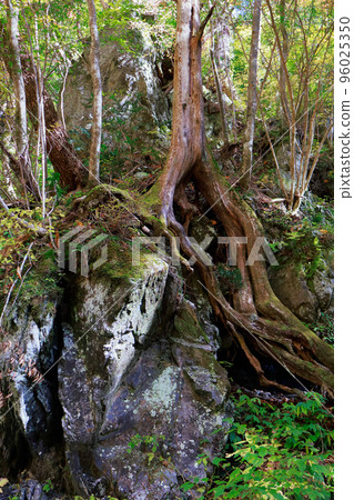 愛媛縣內子町衝木 96025350