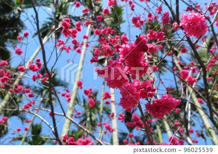 Palm trees and red flowers (Taiwan) Palm trees and red flowers (Taiwan) 96025539