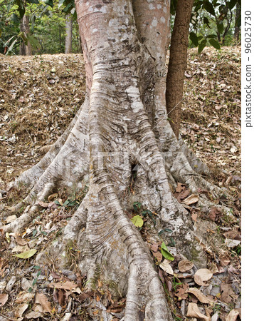 Huge trees with a powerful root system 96025730